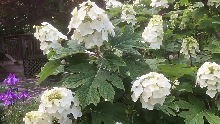 Oakleaf hydrangea