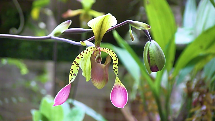 Orchid online