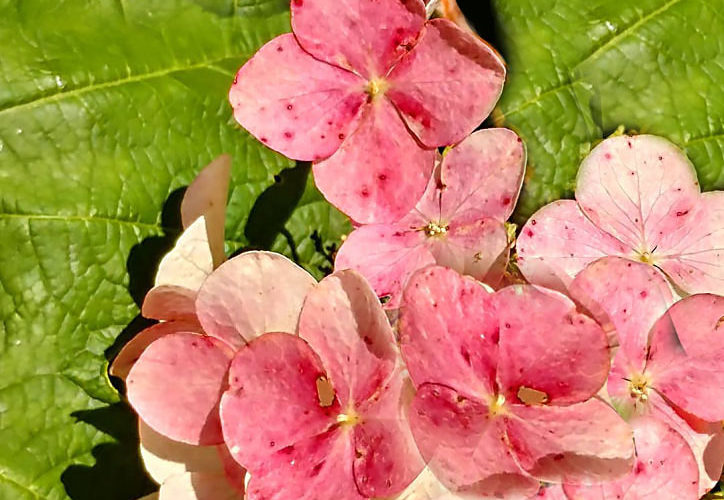 Snow Queen Oakleaf Hydrangea Plant