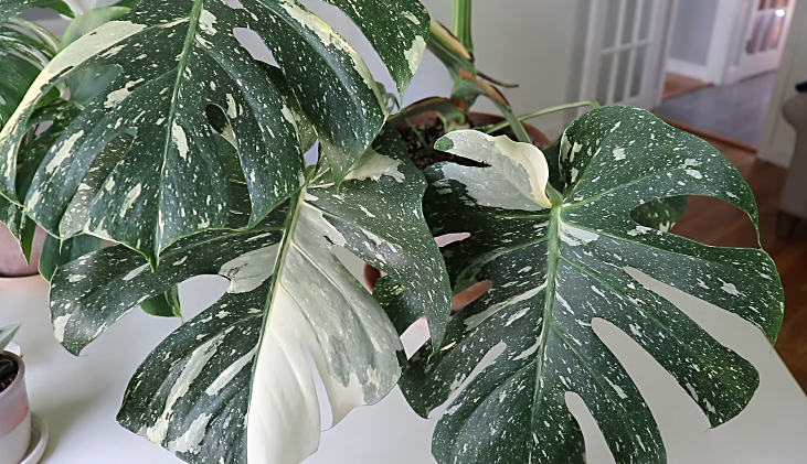 monstera albo variegata Images