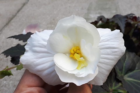 Begonia bulbs