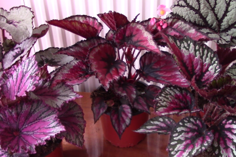 Begonia care
