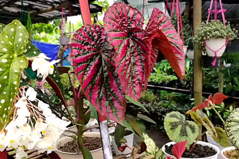 Begonia review