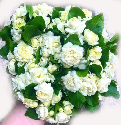 Get Jasmine at olshop