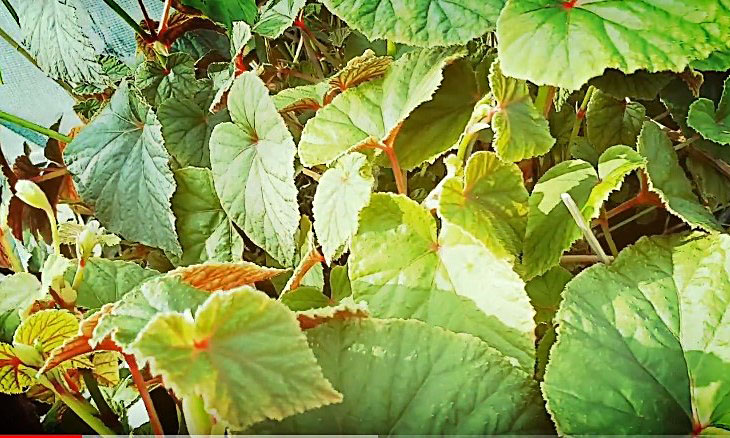 Hardy begonia
