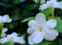 Jasmine flowers