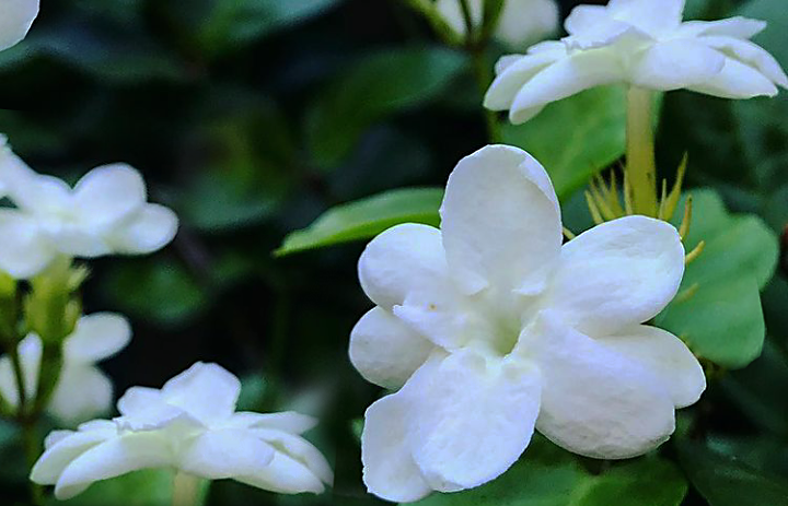 Jasmine flowers