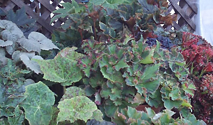 Rhizomatous begonia
