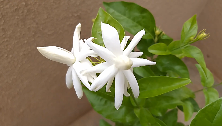 Star jasmine
