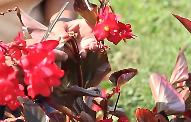 Thick Stemmed Begonia
