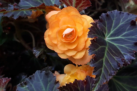 Type of begonia