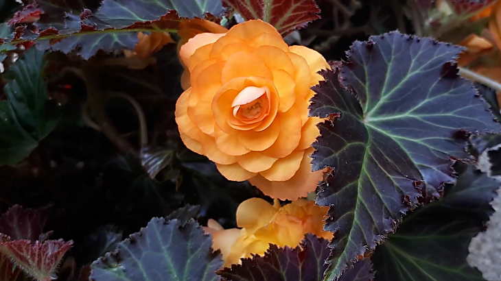 Type of begonia