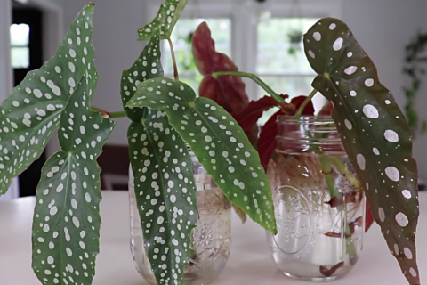 Angel wing begonia