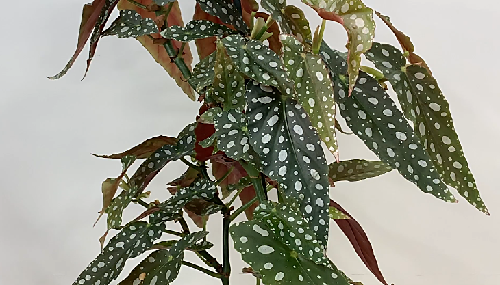 Cane begonia