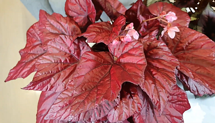 Rex begonia