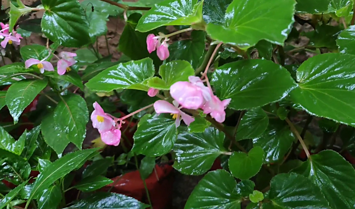 Wax begonia
