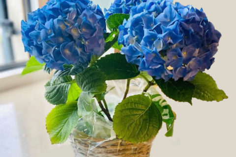 Blue hydrangea