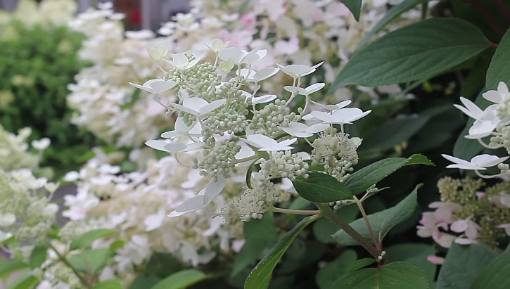 Hydrange bloom