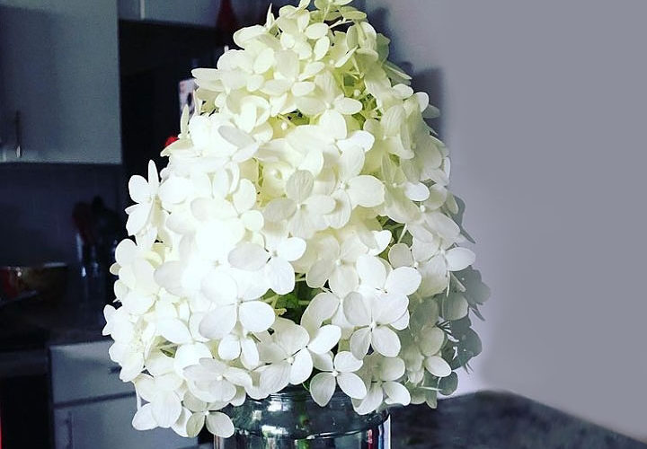 Hydrangea bloom
