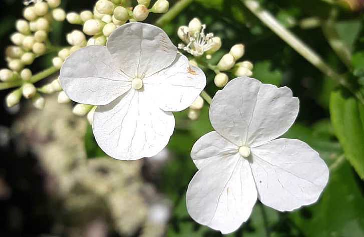 Hydrangea bush care