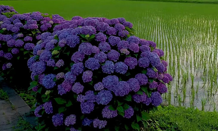 Hydrangea bushes