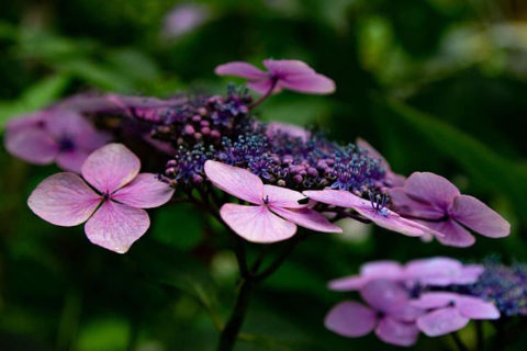 Hydrangea macrophylla care