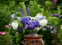 Hydrangea outdoor