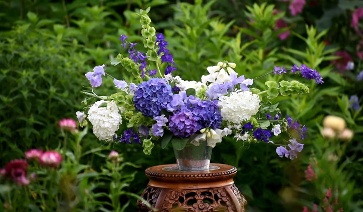 Hydrangea outdoor
