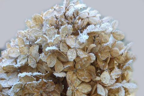 Hydrangeas outdoors