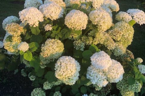 Incredible Hydrangea