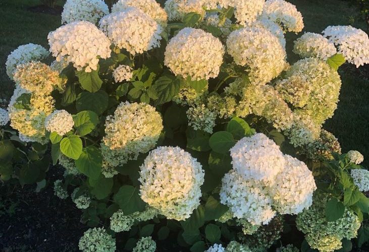 Incredible Hydrangea
