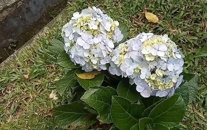 Mophead hydrangea