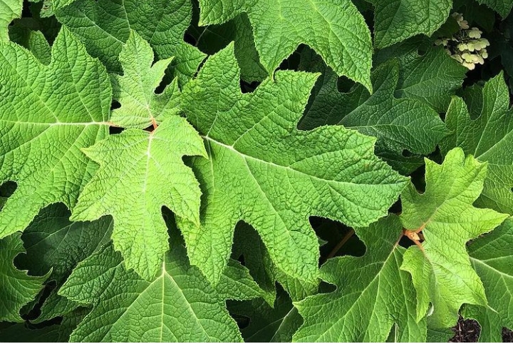 Oakleaf hydrangea maintenance