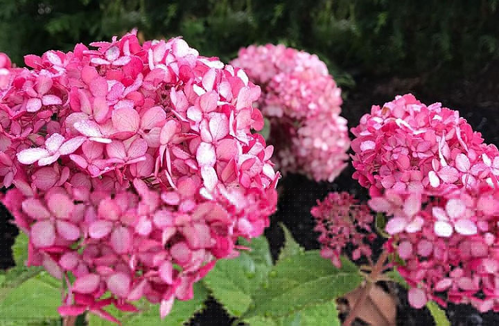 Picture of Anabelle hydrangea