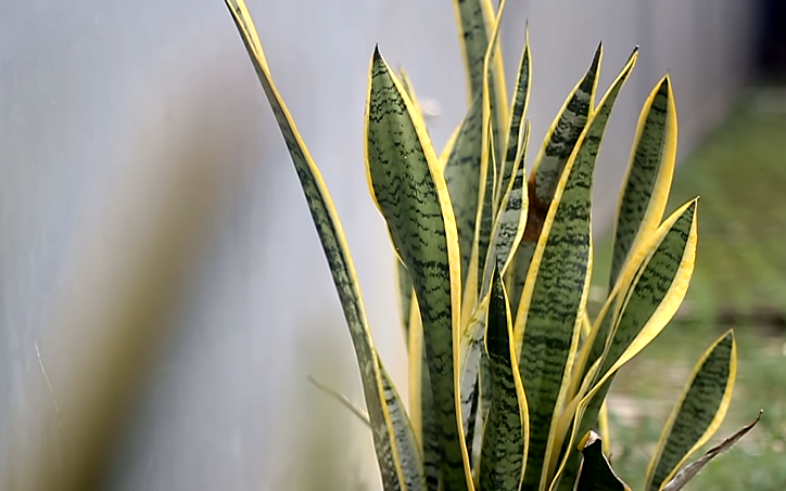 Snake Plant Care and Propagation