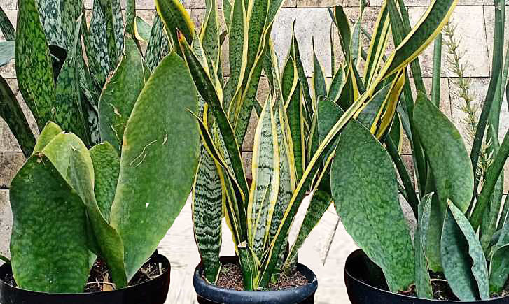 Snake Plant Types and Varieties