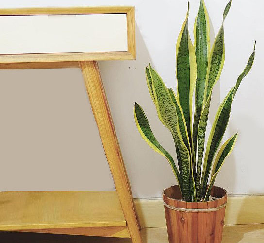 Snake plant