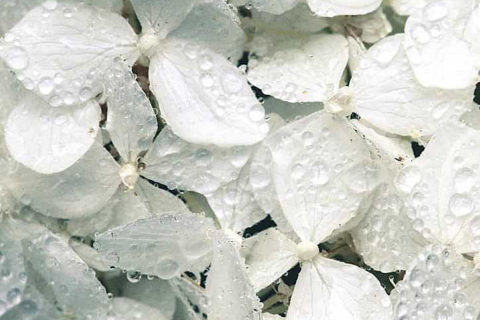 White anabelle hydrangea petals