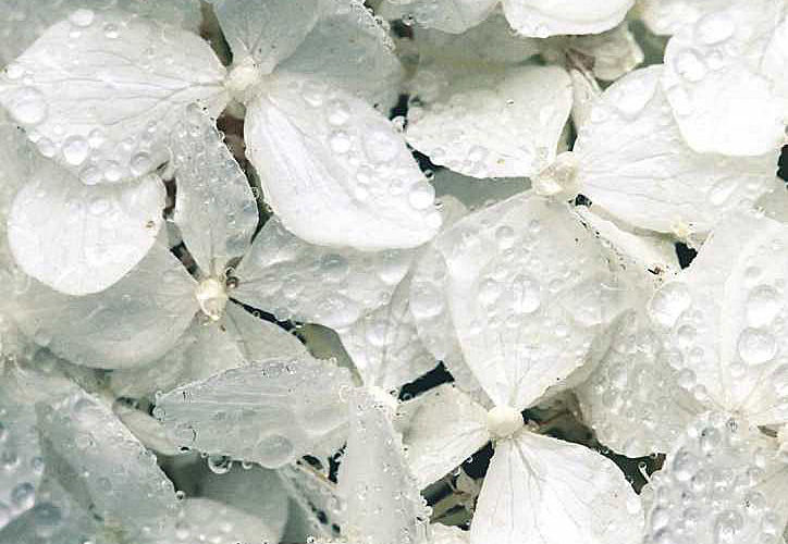 White anabelle hydrangea petals