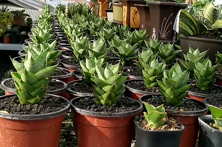 Snake Plant Family