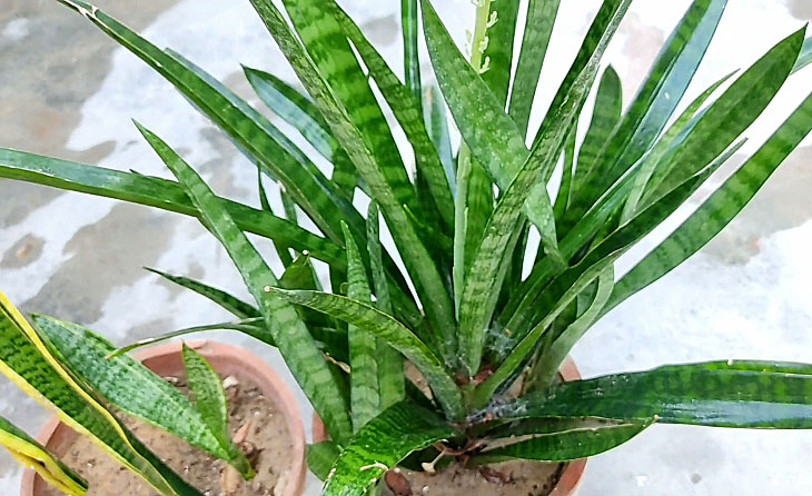 Snake Plant Growing Sideways