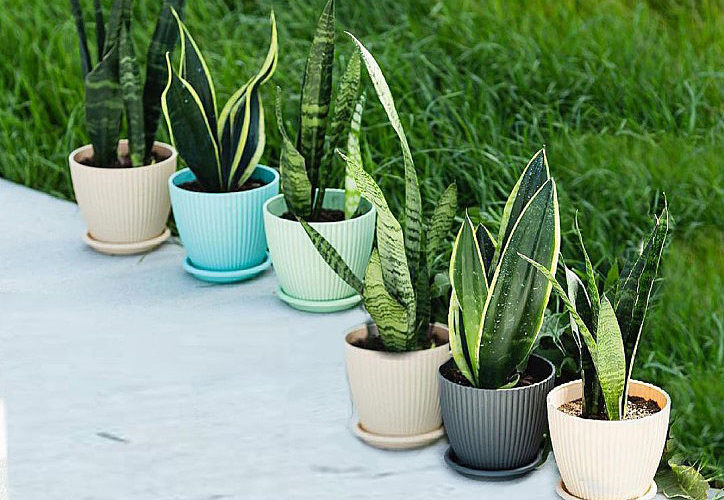Snake Plant Outdoor