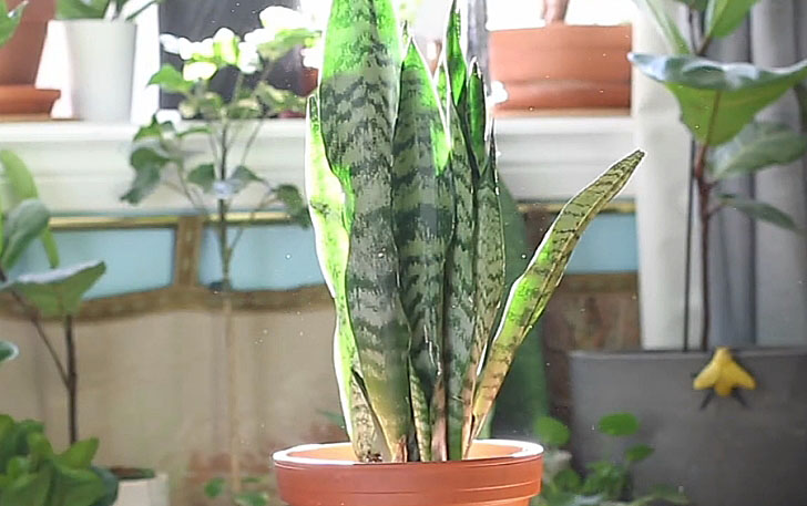 Snake Plant Zeylanica