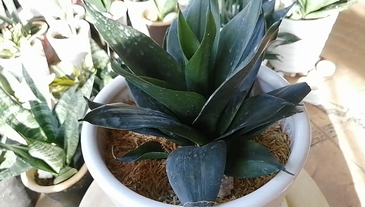 Snake Plant leaves falling over