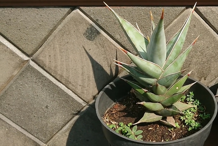 Snake Plant spiritual benefits