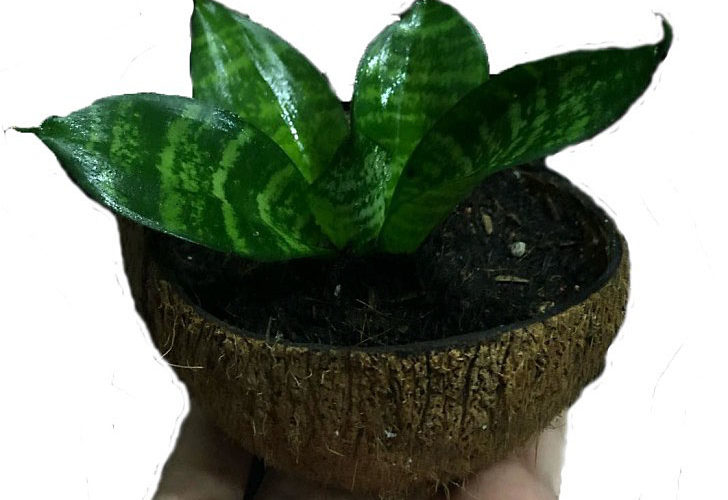 Snake plant zone