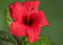 Care Hibiscus in Winter