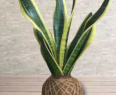 DIY Snake Plant Kokedama