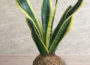 DIY Snake Plant Kokedama