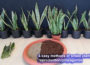 Easy methods of snake plant propagation